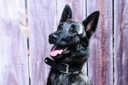 Zorro