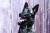 Zorro
